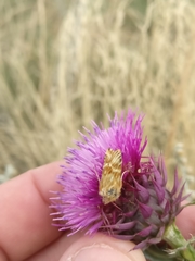 Pseudanthoecia tumida