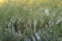 Sesbania erubescens