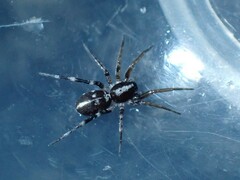 Nyssus