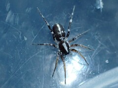Nyssus