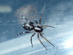Nyssus