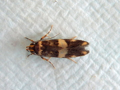 Catadoceta xanthostephana
