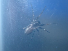 Nyssus