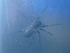 Nyssus
