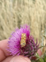 Pseudanthoecia tumida