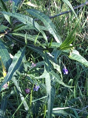 Solanum laciniatum