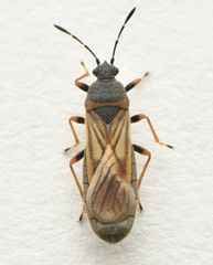 Ischnodemus sabuleti