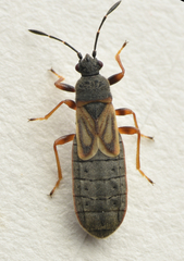 Ischnodemus sabuleti