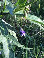 Solanum laciniatum