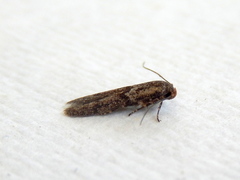 Blastobasis tanyptera