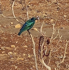 Lamprotornis chalybaeus