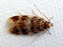 Barea eucapnodes