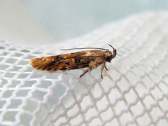 Ardozyga sodalisella