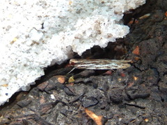 Ardozyga sisyraea