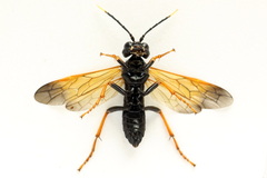 Tenthredo crassa