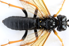 Tenthredo crassa