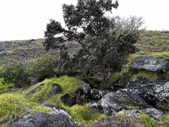 Metrosideros polymorpha