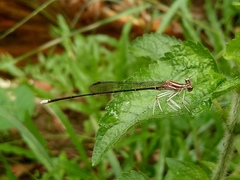 Pseudocopera