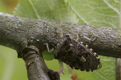 Rhaphigaster nebulosa