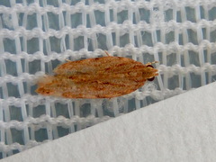 Ardozyga ceramica