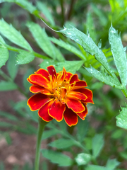 Tagetes patula