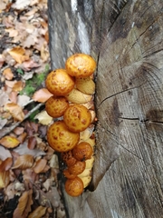 Pholiota aurivella