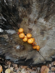 Pholiota aurivella