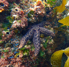 Uniophora granifera