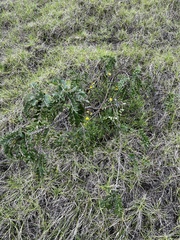 Sophora chrysophylla