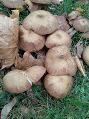 Armillaria