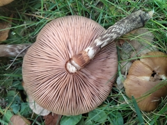 Armillaria