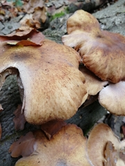 Armillaria ostoyae