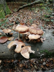 Armillaria ostoyae