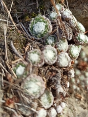 Sempervivum arachnoideum