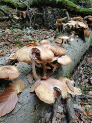 Armillaria ostoyae
