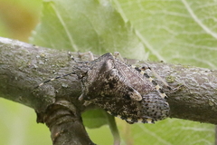 Rhaphigaster nebulosa