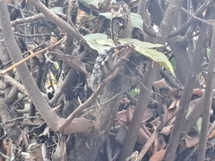 Chamaeleonidae