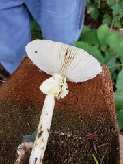 Amanita arkansana