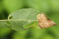 Heterarthrus microcephalus