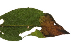 Heterarthrus microcephalus