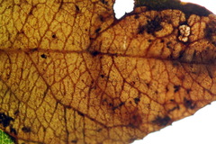 Heterarthrus microcephalus