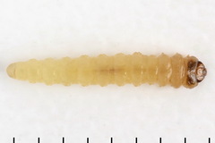 Heterarthrus microcephalus