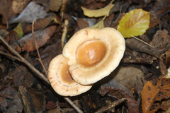 Paralepista flaccida