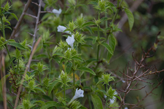Barleria elegans