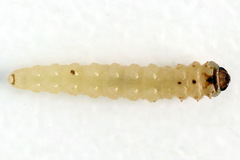 Heterarthrus microcephalus