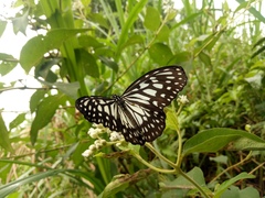 Ideopsis juventa