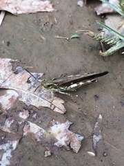 Orthoptera