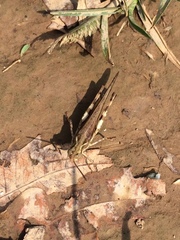 Orthoptera