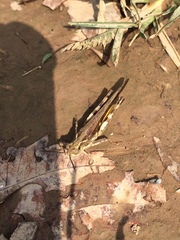 Orthoptera