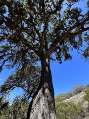 Metrosideros polymorpha